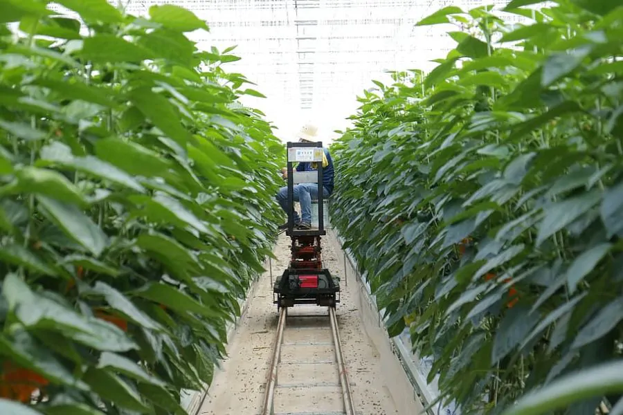 Teknologi Agrikultur Modern Tingkatkan Pendapatan dan Produktivitas Petani